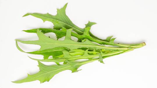 草本植物蒲公英叶子野菜可食用药用4k