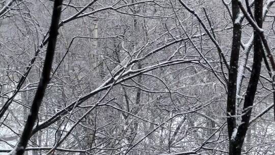 雪从空树上飘落下来