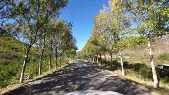 【合集】开车主观视角秋天道路风景