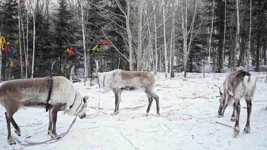 冬天的东北驯鹿部落踏雪