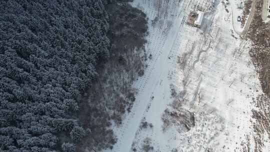 青海互助龙王山树木森林航拍视频