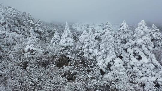 航拍湖北神农架冬季冬天冰雪雪松雪景