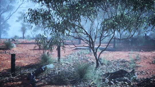 澳大利亚灌木丛中树木和灌木的雾蒙蒙的田野