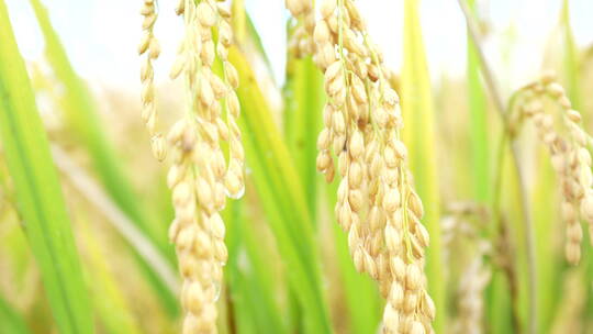 稻谷稻米稻田稻穗丰收秋收雨水雨季微距