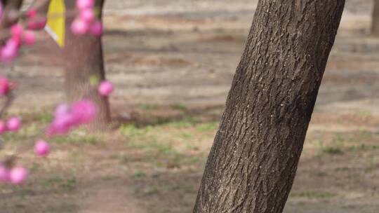 天气回暖梅花桃花花蕾花苞花骨朵