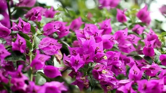 深紫色的花瓣
