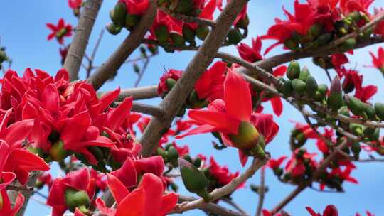 盛开的木棉花特写