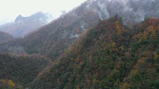 漫山红叶巴中光雾山附近