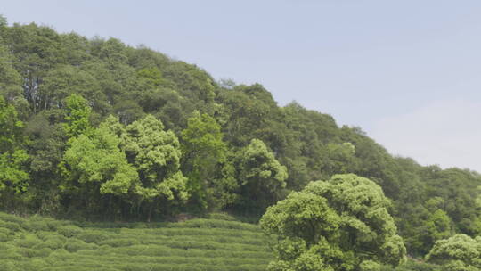 茶茶叶红茶艺采茶泡茶红茶山春茶道茶园农业