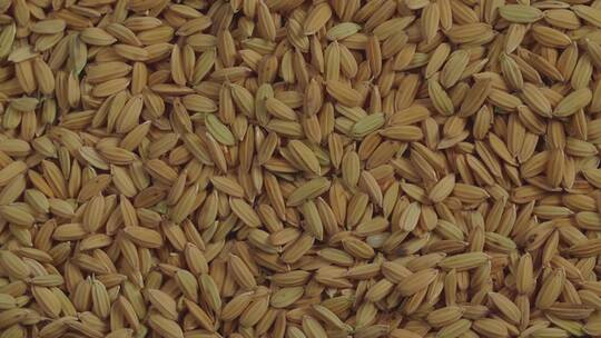优质的水稻稻谷种子