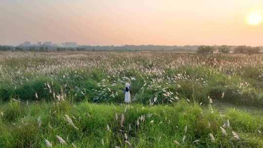 夕阳映照下的芦苇丛