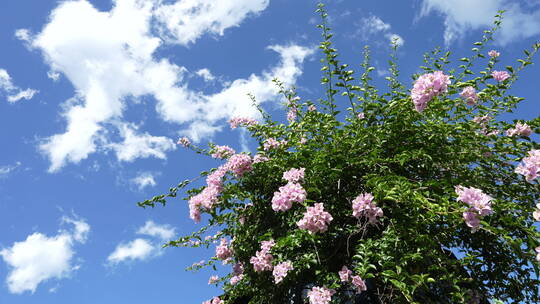 花朵鲜花三角梅花园公园