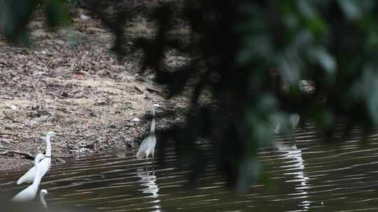 一群水鸟在湖边觅食