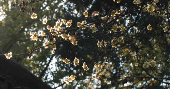 唯美冬天阳光风中逆光蜡梅花特写