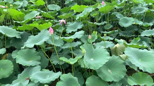 济南5A级景区大明湖，夏季荷花盛开风景怡人