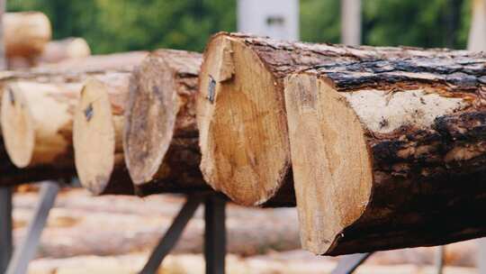 木材木头砍伐砍树实拍视频