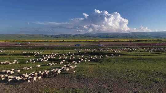 青海湖牧场上的羊群