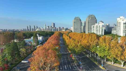 城市街道  梧桐大道  金色梧桐树