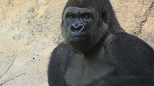 大猩猩在自然公园吃饭