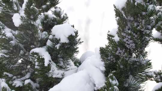 冬天下雪唯美雪景松树枝头被雪覆盖