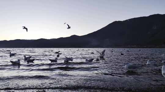 黎明前湖面飞翔的海鸥