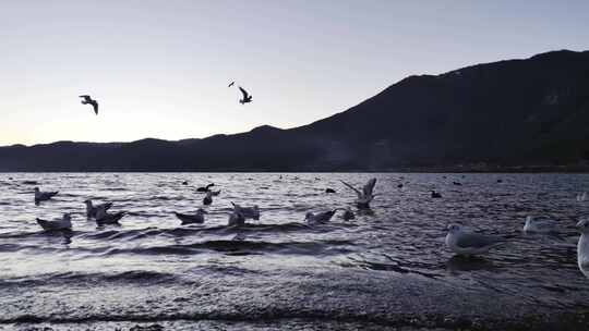 黎明前湖面飞翔的海鸥视频素材模板下载