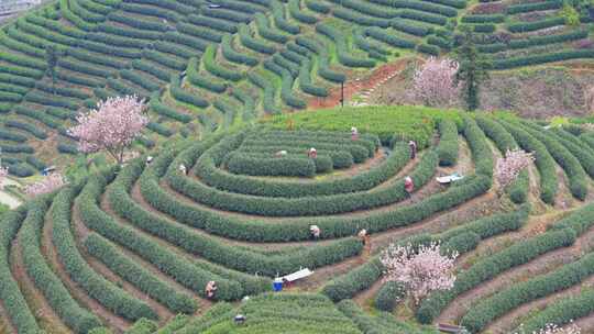 杭州富阳拔山春天樱花茶园风景