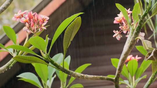 雨滴落在粉红色花朵上
