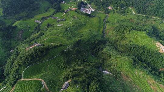 遂川梯田航拍