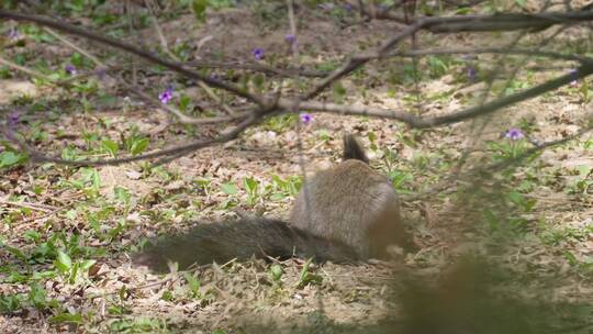 【镜头合集】草地上埋藏粮食的雪地松鼠