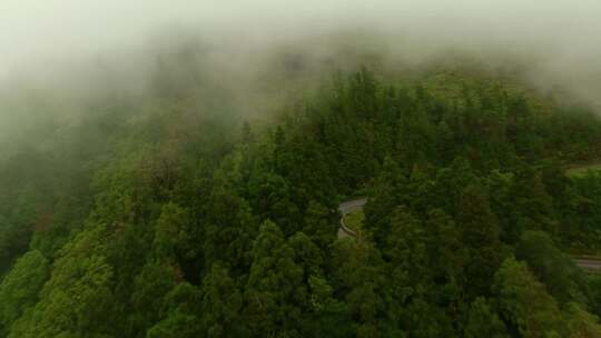 森林，山脉，树木，道路