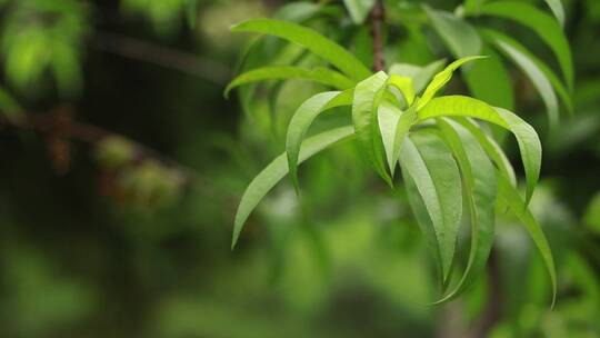 雨后的桃子树