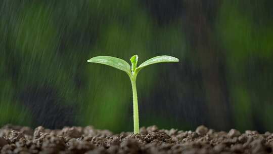 萌芽发芽雨水灌溉