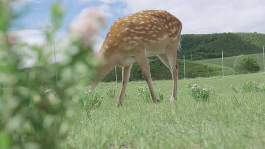 4K 草原 梅花鹿吃草  旅游 宣传片素材