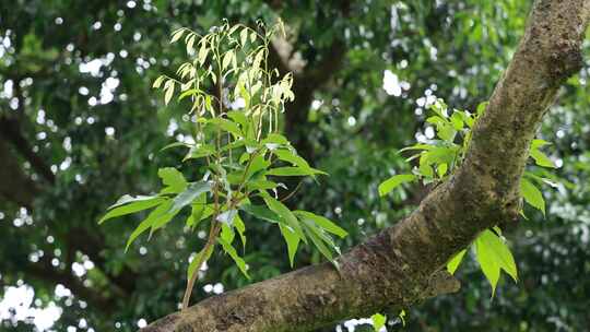 荔枝树、荔枝树叶