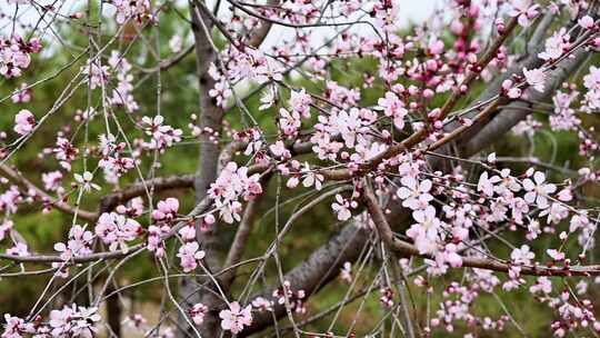 春天盛开的粉色桃花花朵特写升格慢镜