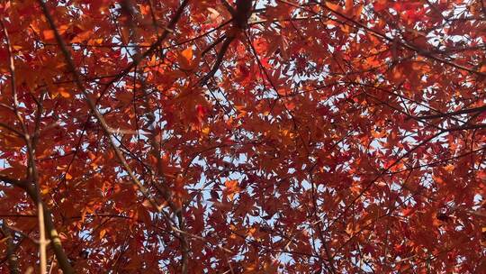 秋天红色的枫叶视频素材模板下载