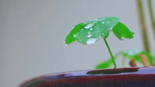 春天春雨中的三叶草