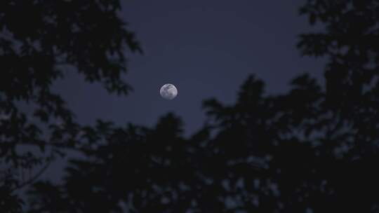 中秋十五的月亮月夜明月视频素材模板下载