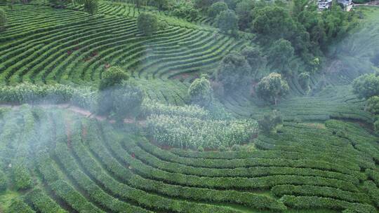 云南普洱茶山