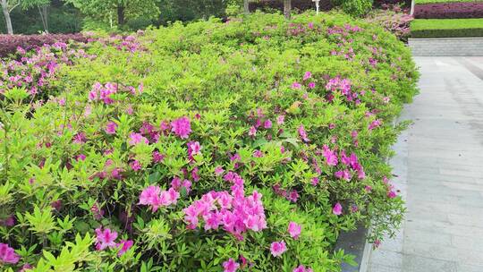 疫情街道街头小区绿色植物街头实拍