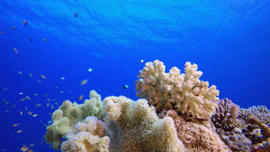 海底珊瑚礁视频素材模板下载