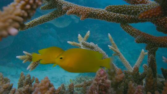 蓝色海底世界海洋动物礁石鱼群珊瑚海洋