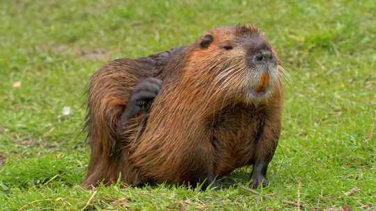 海狸鼠、食草动物、Coypu、啮齿动物