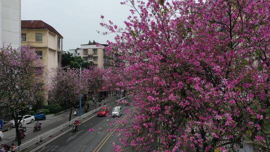 航拍国内柳州市紫荆花