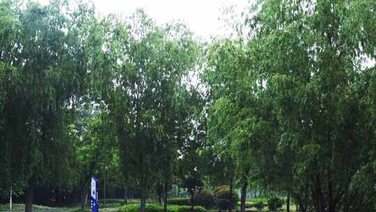 4K雨中公园柳树