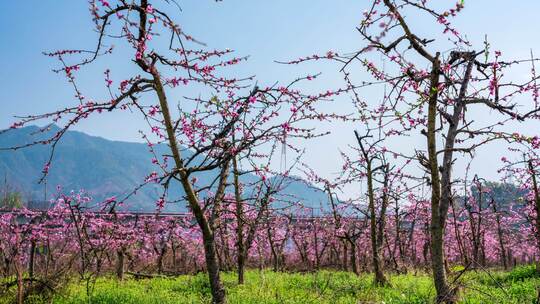 春季桃花自然花期粉色唯美延时农业种植果园视频素材模板下载