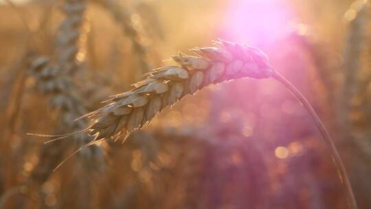 阳光下的小麦丰收