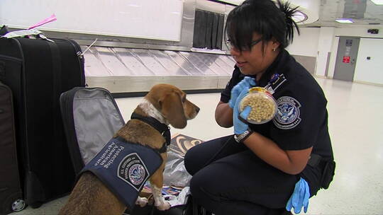 在机场上用警犬进行安检