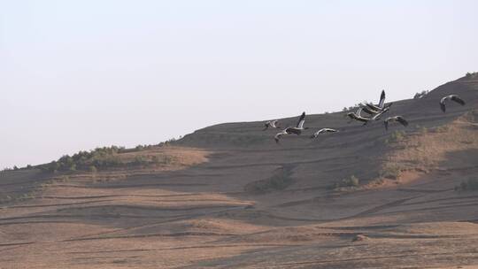 4K拍摄 云南大山包黑颈鹤起飞视频素材模板下载